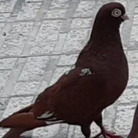 تعدادی کفتر زینتی همه قرمزی