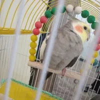 عروس نر سخنگو