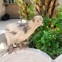 مرغ زینتی نژاد پاپر