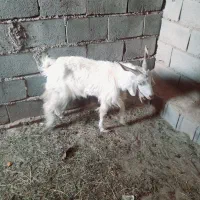 گوسفند|حیوانات مزرعه|بم, |دیوار