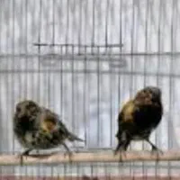 قناری سهره گلبسر جوجه