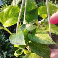 فروش انواع گل سانس  شفلر کامپکت|گل و گیاه طبیعی|سلمان‌شهر, |دیوار