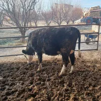 گاو شیری|حیوانات مزرعه|نوشین شهر, |دیوار