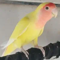 طوطی برزیلی|پرنده|برازجان, |دیوار