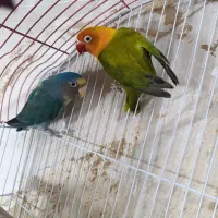 کوتوله کوتوله برزیلی