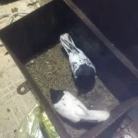 کبوتر کله سیاه|پرنده|دورود, |دیوار