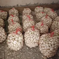 پیاز درجه یک شیرین|خوردنی و آشامیدنی|رشتخوار, |دیوار