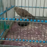 سره دهندار قرص بخون کاکل بگیر|پرنده|تهران, جوادیه|دیوار