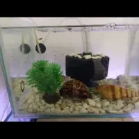 آکواریوم ۱۰۰/۴۰ در ارتفاع شصت|ماهی|رباط‌کریم, رباط‌کریم|دیوار