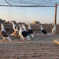 تیپ دوکت آلمانی زابل