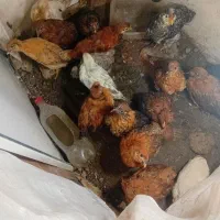 ۱۷ تا جوجه مرغ نژار دار کاکلی پاپر تخم گذار دوماهه