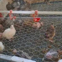 فروش فروش بلدرچین