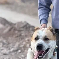 سگ نگهبان|سگ|تربتحیدریه, مسجد جامع|دیوار