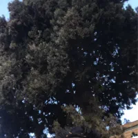 اجاره مغازه