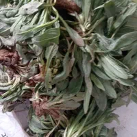 گوزروان تازه