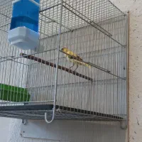 قناری نر ماده آماده