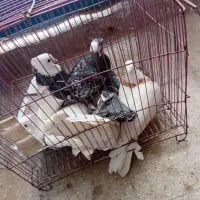 کبوتر|پرنده|امیدیه, |دیوار