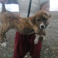 واگذاری توله