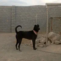 واگذاری ماده سرابی