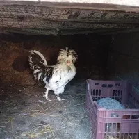 نژاد اصیل  لهستانی