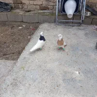 تعدادی کبوتر  طوقی فروش یا معاوضه با پرنده