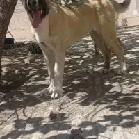 توله ماده