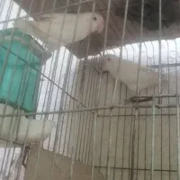 طوطی کوتوله برزیلی مولد تخم داده
