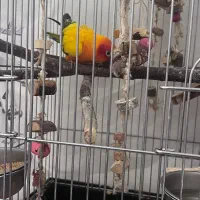 طوطی خورشیدی