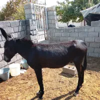 خر الاغ