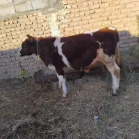 گوساله نر قرمز سیمنتال شرابی گاو|حیوانات مزرعه|تبریز, |دیوار