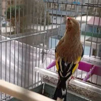 سهره کرمونی