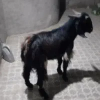 فروشی|حیوانات مزرعه|بمپور, |دیوار