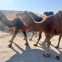 شتر خشک|حیوانات مزرعه|سبزوار, قصبه شرقی|دیوار