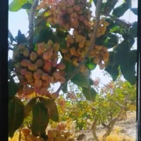 فروش باغ پسته در نیریز