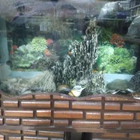 آکواریوم|ماهی|پاکدشت, پاکدشت (مامازند)|دیوار