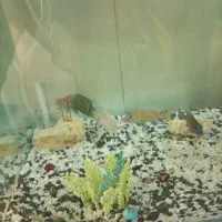 آکواریوم گوشت خوار