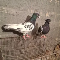 کبوتر کله سیاه جفتی|پرنده|مرودشت, رامجرد یک|دیوار