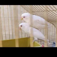 فروش کوتوله سفید خوشگل و سبز زرد و قناری