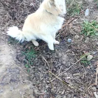 سگ پا کوتاه اشپیتز