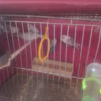 فروش مرغ عشق|پرنده|اندیشه, اندیشه فاز ۱|دیوار