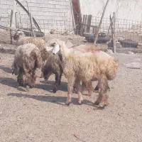 ۶ راس برندیل بختیاری درجه یک داشتی وقصابی|حیوانات مزرعه|بندر ماهشهر, |دیوار