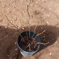 نهال گردو سپیدان