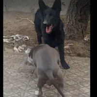 واگذاری ژرمن بلک نر