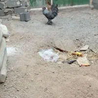 مرغ خروس  مرغ تخمگذار دورگه کرچ شو