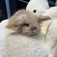 خرگوش‌‌لوپ اصیل|موش و خرگوش|تهران, قیطریه|دیوار