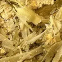 ذرت علوفه ای