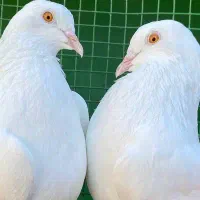 حیون درجه یک