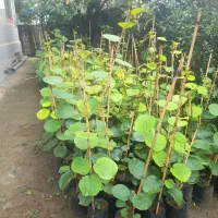 فروش نهال کیوی