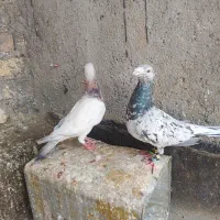 پرنده کفتر سار سرور