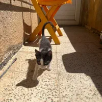 گربه|گربه|مهاباد (آذربایجان غربی), |دیوار